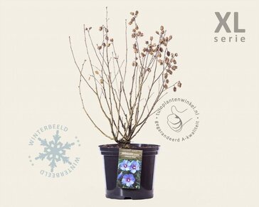 Hibiscus syriacus 'Oiseau Blue' - XL