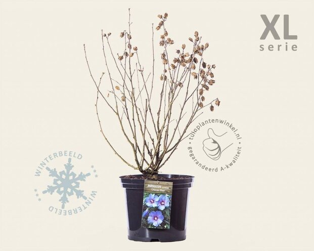 Hibiscus syriacus 'Oiseau Blue' - XL
