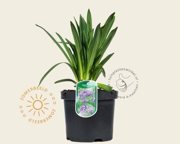 Agapanthus 'Dr. Brouwer' image