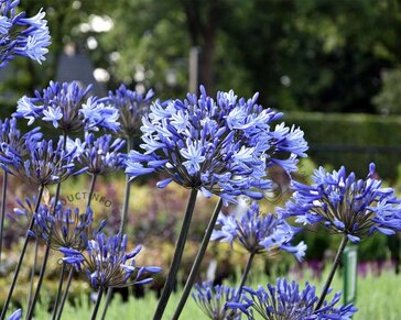 Agapanthus 'Dr. Brouwer'