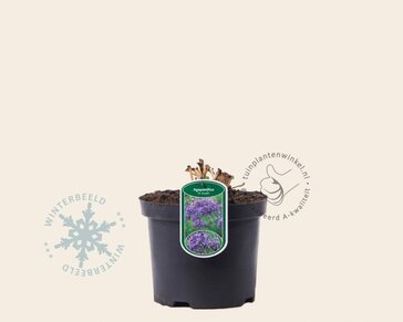 Agapanthus 'Dr. Brouwer'