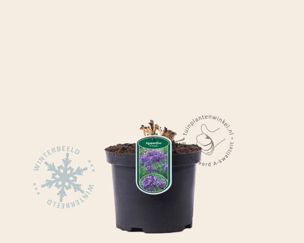 Agapanthus 'Dr. Brouwer'