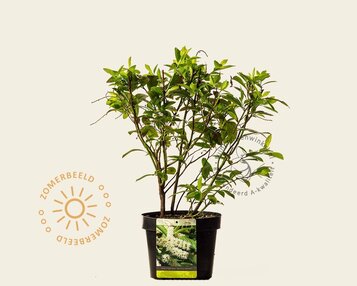 Itea virginica 'Henry's Garnet' image