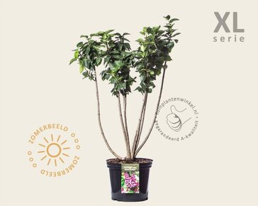 Syringa vulgaris 'Michel Buchner' - XL
