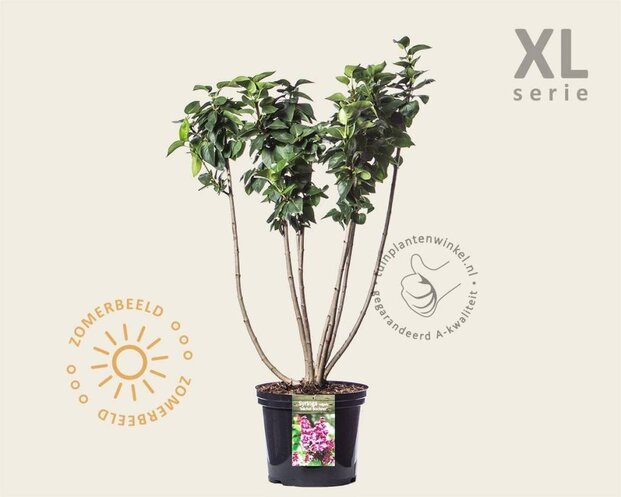 Syringa vulgaris 'Michel Buchner' - XL