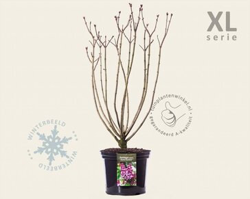 Syringa vulgaris 'Michel Buchner' - XL