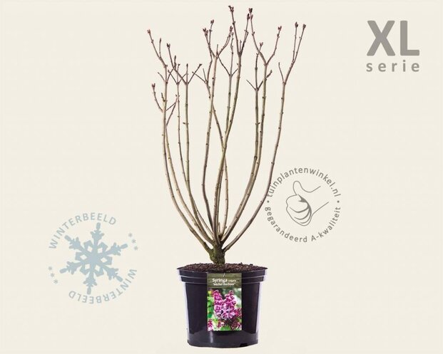 Syringa vulgaris 'Michel Buchner' - XL