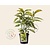 Aucuba japonica 'Golden King'