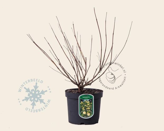 Cephalanthus occidentalis