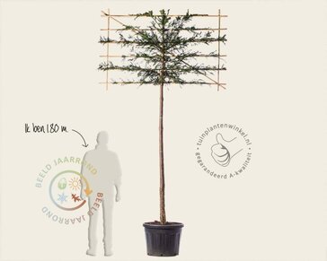 Lei-Taxus - Basic - pakket 2 stuks + EXTRA'S!