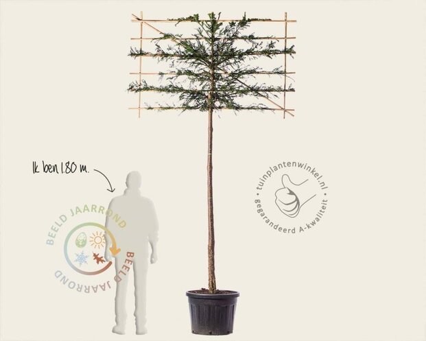 Lei-Taxus - Basic - pakket 2 stuks + EXTRA'S!