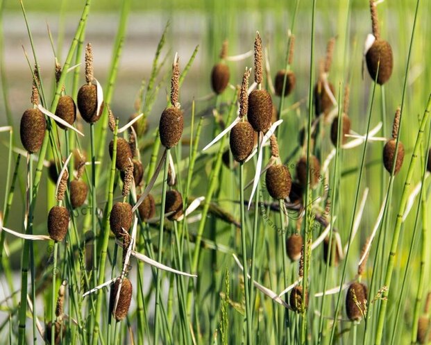Typha minima