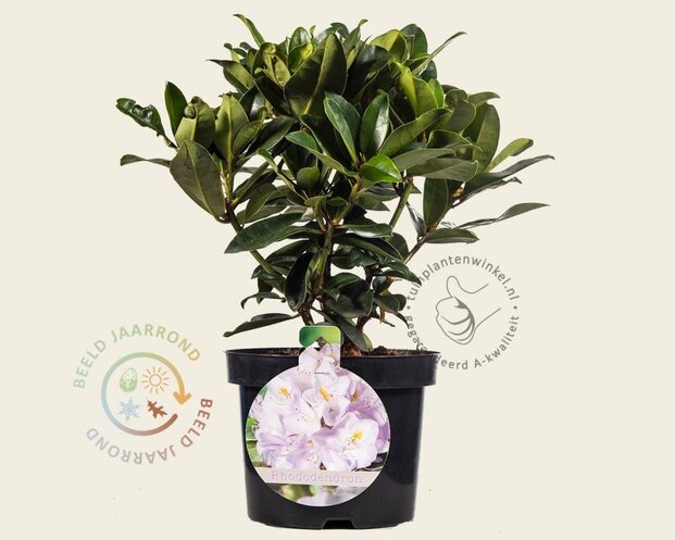 Rhododendron 'Gomer Waterer'