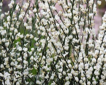 Cytisus praecox 'Albus'