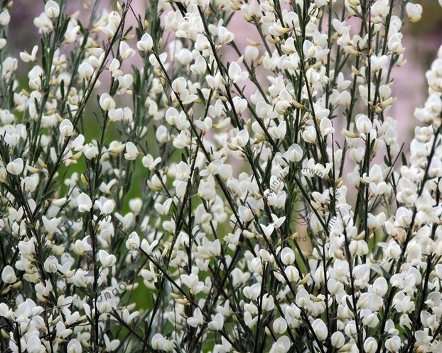 Cytisus praecox 'Albus'