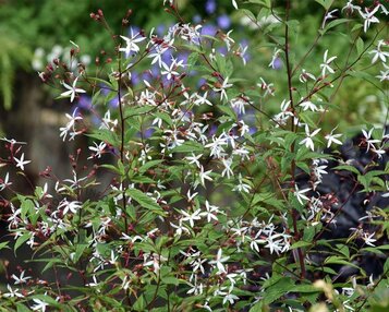 Gillenia trifoliata image