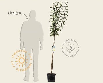Pyrus communis 'Williams' - halfstam image