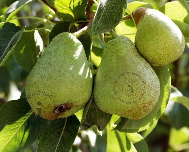 Pyrus communis 'Williams' - halfstam