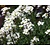 Arabis caucasica 'Snowcap'