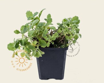 Arabis caucasica 'Snowcap'