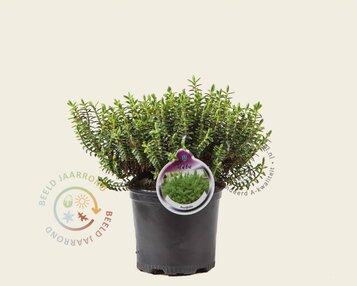Hebe buxifolia image