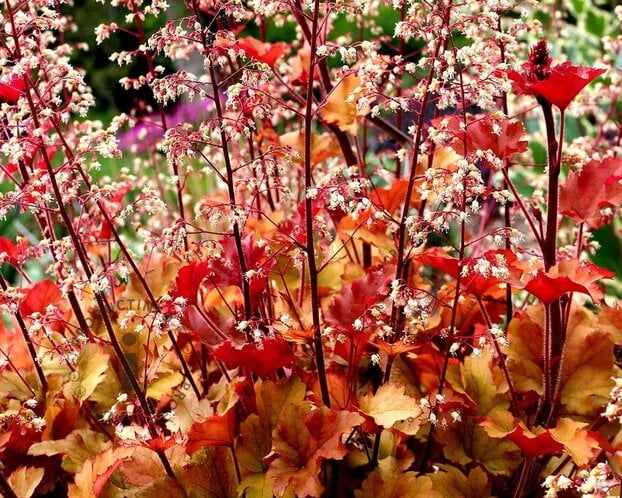Heuchera 'Marmalade'