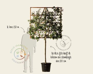 Lei-Steeneik - 120 - pakket 3 stuks + EXTRA'S!