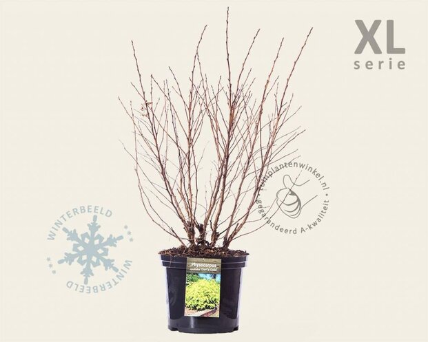 Physocarpus opulifolius 'Dart's Gold' - XL