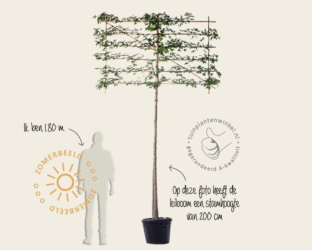 Lei-Veldesdoorn - Basic - pakket 6 stuks + EXTRA'S!