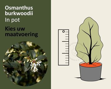 Osmanthus burkwoodii - in pot image