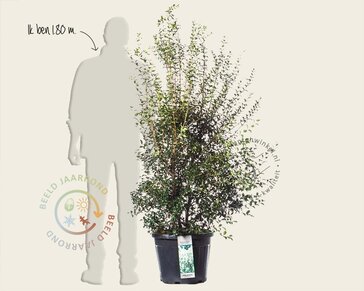 Osmanthus burkwoodii - in pot