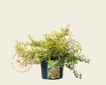 Escallonia 'Golden Carpet' image