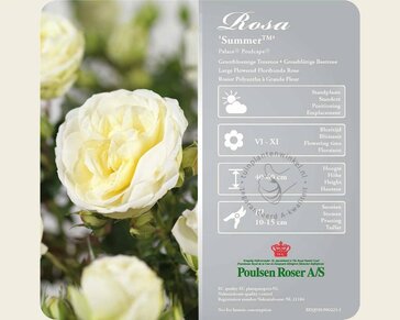 Rosa 'Summer Palace'