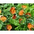 Geum coccineum 'Borisii'