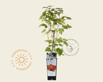 Rubus idaeus 'Malling Promise' image