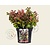 Leucothoe axillaris 'Curly Red'