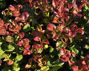 Leucothoe axillaris 'Curly Red'