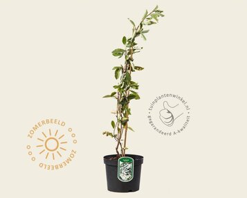 Exochorda x macrantha 'The Bride' image
