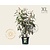 Viburnum rhytidophyllum - XL