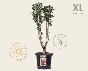 Syringa vulgaris 'Andenken an Ludwig Späth' - XL