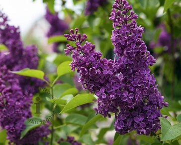Syringa vulgaris 'Andenken an Ludwig Späth' - XL