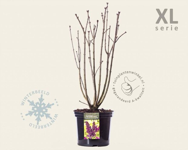 Syringa vulgaris 'Andenken an Ludwig Späth' - XL