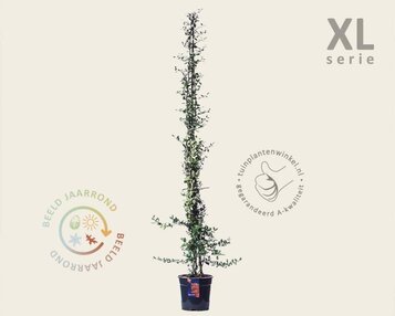 Pyracantha coccinea 'Orange Glow' - XL image