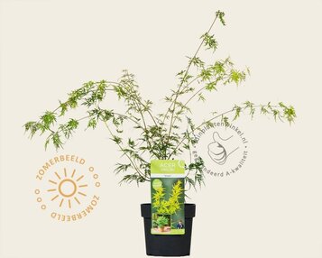 Acer palmatum 'Seiryu' image