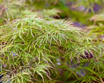 Acer palmatum 'Seiryu'
