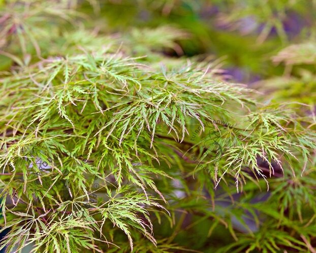 Acer palmatum 'Seiryu'