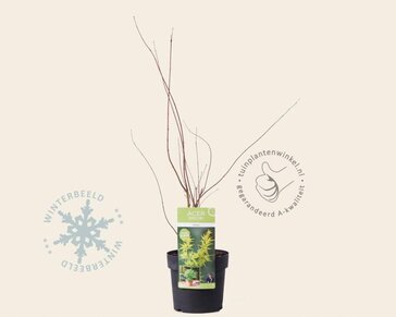 Acer palmatum 'Seiryu'