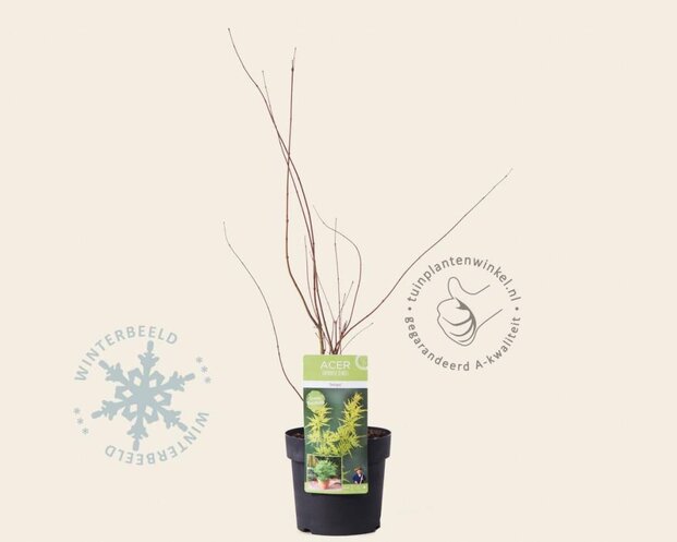 Acer palmatum 'Seiryu'