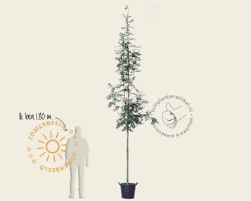 Sorbus aucuparia image