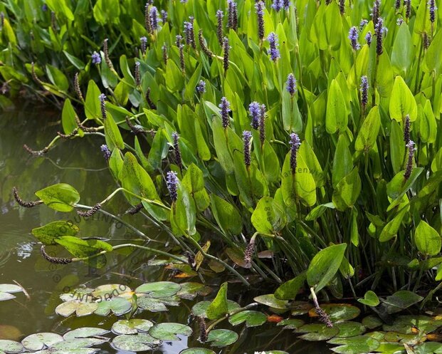 Pontederia cordata